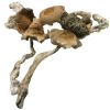 Buy Amazonian Magic Mushrooms Online