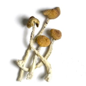 Buy Aztec Gods Magic Mushroom