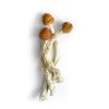 Buy Brazilian Magic Mushrooms