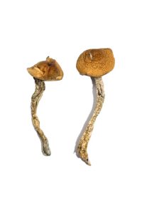 Buy Daddy Long Legs Magic Mushroom