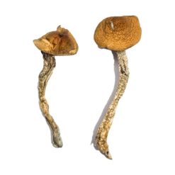 Buy Daddy Long Legs Magic Mushroom