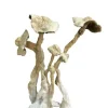 Buy A+ Magic Mushroom Online