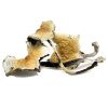 Buy Daddy Long Legs Magic Mushroom