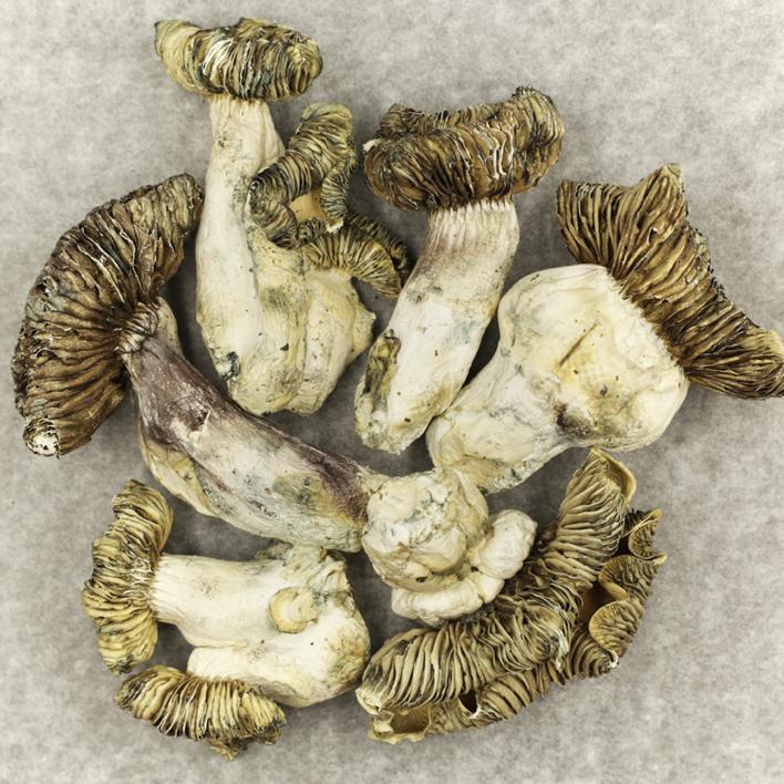 Where to Buy Quality Shrooms in California